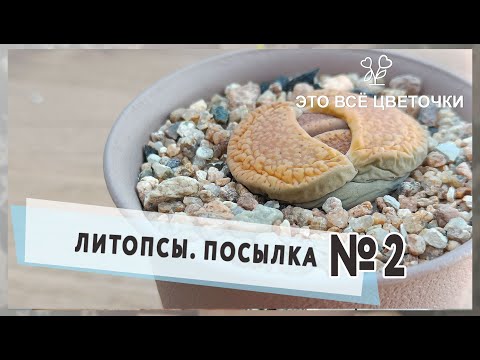 Видео: Посылка №2  Литопсы