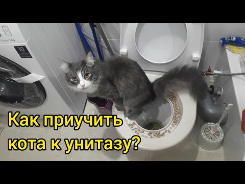 Видео: Как приучить кота к унитазу