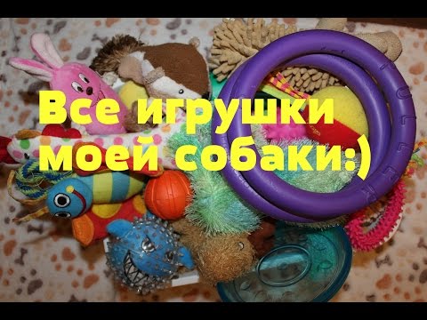 Видео: Все игрушки моей собаки. Йоркширский терьер Тиффани