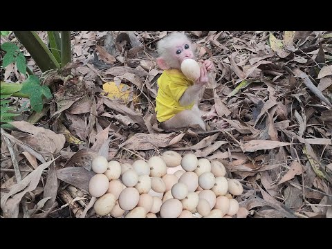 Видео: Бубу обнаружил в лесу гнездо из куриных яиц