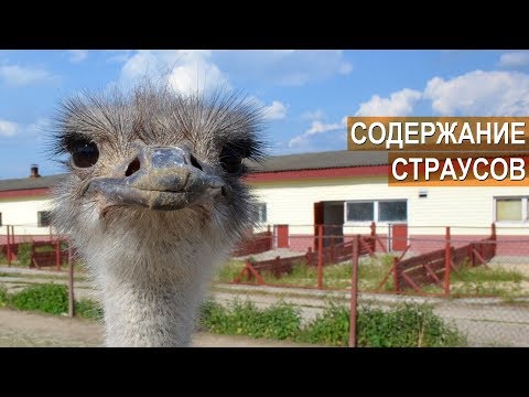 Видео: Содержание страусов. Ферма Русский Страус