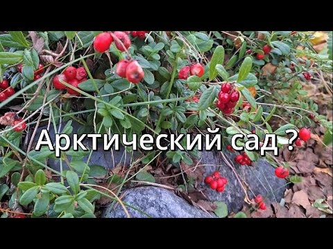 Видео: Арктический сад .Что это и где это?