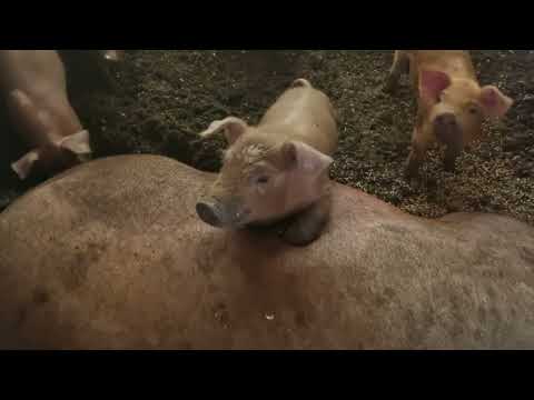 Видео: обзор фермы. #дюрок #поросёнок #поросята #семейнаяферма #содержаниесвиней #свиноферма