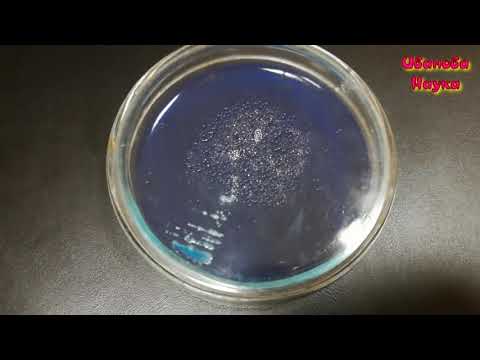 Видео: Дружат ли триходерма и метаризиум? Кто не боится зеленки и боится синьки?