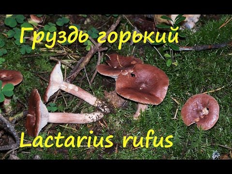 Видео: Груздь горький собирают всегда!