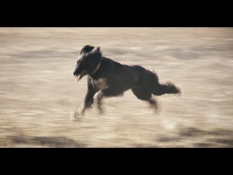 Видео: Баасы жылкыныкына тете таза кандуу кыргыз тайгандары