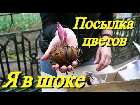 Видео: Стоит ли покупать саженцы цветов в интернете!? Наш опыт
