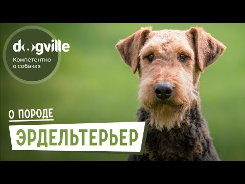Видео: Эрдельтерьер – О породе – Как выбрать щенка Эрдельтерьера?
