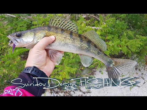 Видео: Быстрый вечерний выезд на речку со спиннингом.
