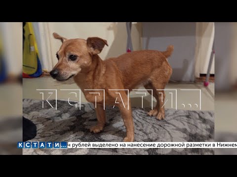 Видео: Размахивая «корочками», неизвестные силой отобрали у хозяйки собаку, заявив - что это их  пес