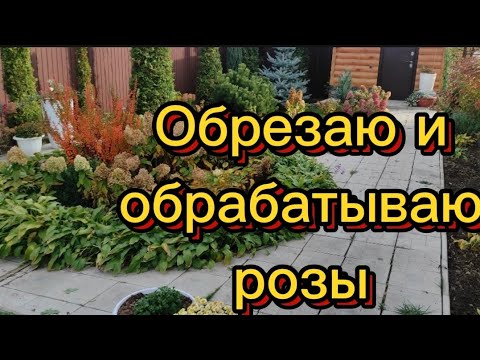 Видео: Обрезаю и обрабатываю розы осенью