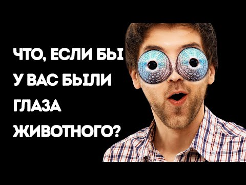 Видео: Что, если бы у вас были глаза животного (вы могли бы заглянуть себе в ухо!)