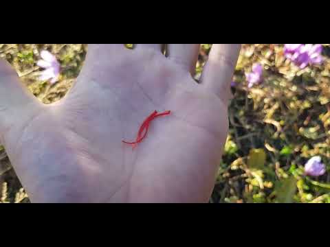 Видео: Що таке спеція Шафран,для чого він і чи можна його вирощувати в себе в дома,додивіться до кінця