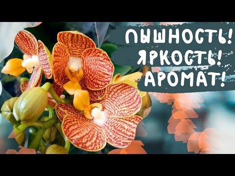 Видео: Орхидеи Мультифлоры: пышно, ярко, ароматно!