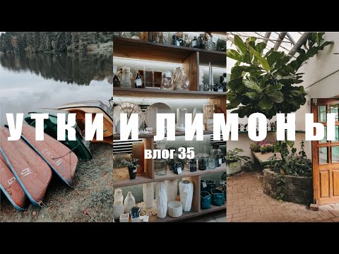 Видео: Прогулка в Печерске | Выбираю комнатные растения #влог #могилёв #печерск 