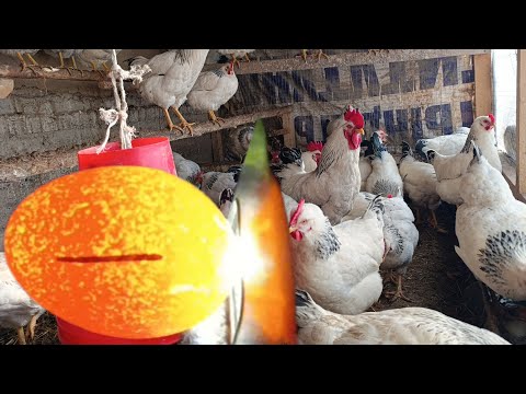 Видео: Товук Бокиш Кишда Товук Тухумлатиш Тухум Овоскоп Телефон Билан Килдим Бугун
