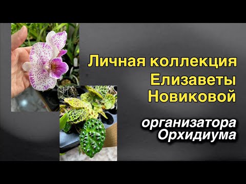 Видео: Самые редкие растения - в частной коллекции! 🌸🔥