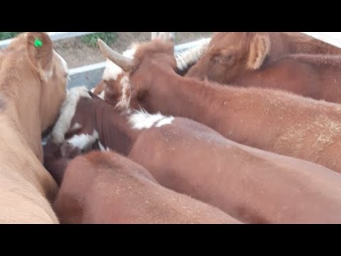 Видео: #Как#Вовремя Перевозка Скот Таджикистан Мы Покупаем Воду
