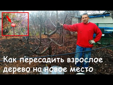 Видео: Как пересадить взрослое дерево