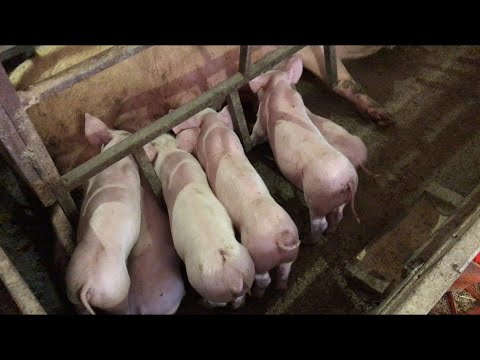 Видео: ПРОБЛЕМЫ С НОГАМИ У СВИНОМАТОК, ПРИЧИНЫ? И КАК С НИМИ БОРОТЬСЯ!