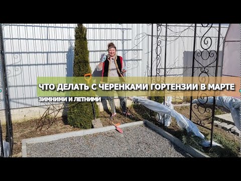 Видео: ЧТО ДЕЛАТЬ С ЧЕРЕНКАМИ ГОРТЕНЗИИ В МАРТЕ: ЗИМНИМИ И ЛЕТНИМИ | Уход за черенками: обрезка, перевалка