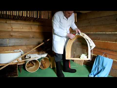 Видео: Рой  пчел "под юбкой"