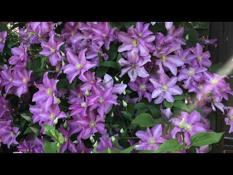 Видео: Моя дача 🏡 Мой сад в середине лета 2021