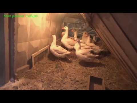 Видео: Как там гусак Гошка? Почему инкубаторские гуси зимой живут в шалаше а не под летним навесом?