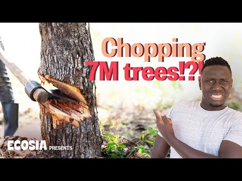 Видео: Почему вырубка 7 миллионов деревьев помогает окружающей среде