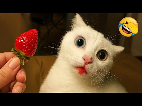 Видео: Эти смешные животные заставят вас смеяться безудержно! 😂