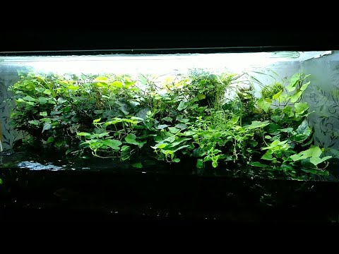 Видео: Палюдариум с плющем