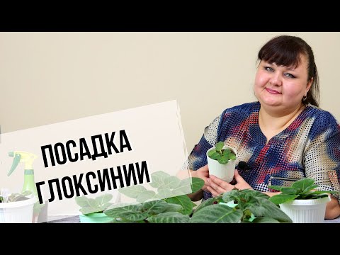 Видео: Глоксинии на фитиле | Посадка клубней в горшочки