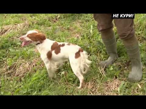 Видео: Охота на пролётного дупеля с легавыми . 2018