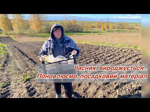 Видео: Садимо часник і цибулю швидко і без заморочок ...
