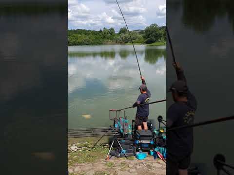 Видео: Трофеен шаран на щека