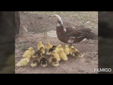 Видео: Үйрек, қаз қайсысы жақсы! Индаутка, пекинка, қаз! Гусь, утка!