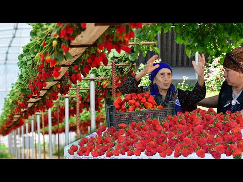 Видео: 1000 КЛУБНИКА. Бабушка готовит клубничный джем и пирог