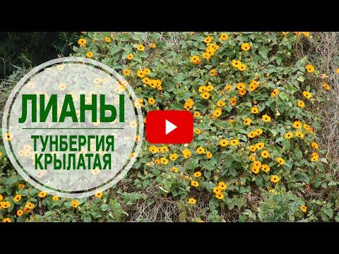 Видео: Вертикальное озеленение сада 🌺 Тунбергия крылатая лиана 🌺 Особенности выращивания