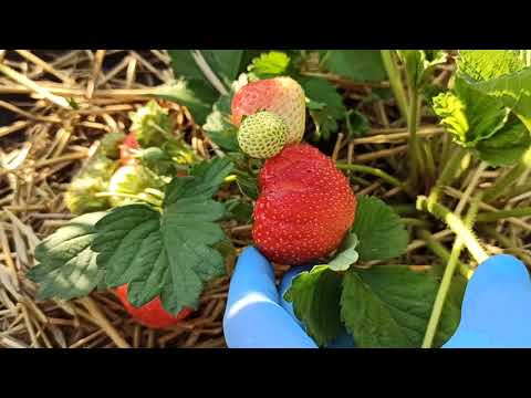 Видео: Земляника Сенсация, г.Омск, 2021. И снова о трипсе!