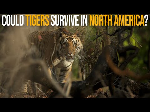 Видео: Смогут ли тигры выжить в Северной Америке?