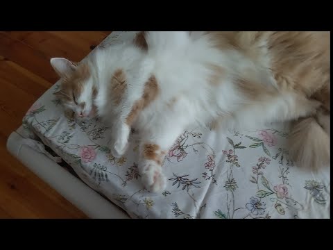 Видео: Котики наверное умерли? Что происходит?