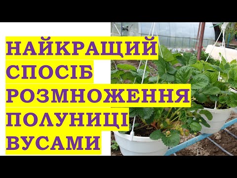 Видео: Найкращий спосіб розмноження полуниці вусами - 100% укорінення!