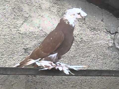 Видео: бойные голуби узбекские