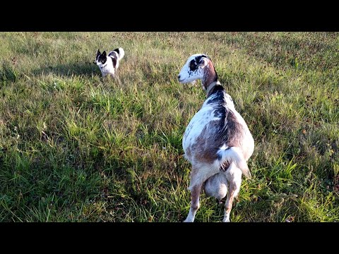 Видео: #козоводство Что с нашей козой? Ложная беременность??? Смотреть до конца!