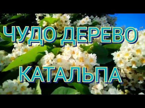 Видео: Катальпа - быстрорастущее дерево, медонос.