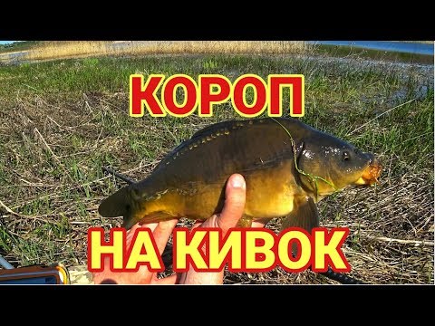 Видео: Ловля коропа на боковий кивок