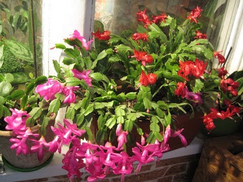 Видео: ШЛЮМБЕРГЕРА (Декабрист, Рождественник, Зигокактус). Условия для пышного цветения. Всё об уходе.