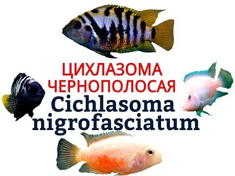 Видео: Аквариумные рыбки. ЦИХЛАЗОМА ЧЕРНОПОЛОСАЯ
