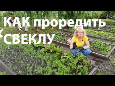 Видео: Свекла. Как проредить свеклу. Правильное прореживание и пересадка свеклы