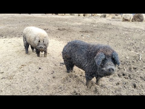 Видео: Венгерская Мангалица. Содержание летом. Как поросились